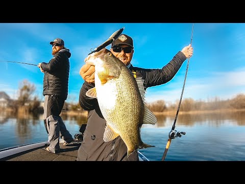 Spring Swimbait Bite Is On! Big Bass Attacking Glide Baits!