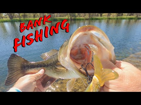 Awesome Bank Fishing With 3 Tips To Catch More Bass While Pond Fishing