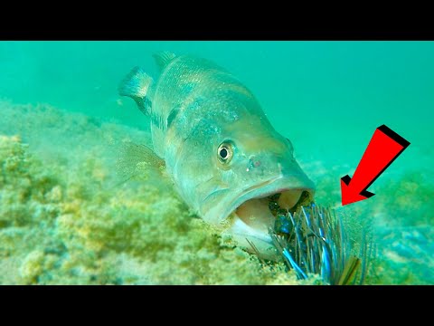 How Fish React To Different Jigs!!! Underwater Bite Footage!!