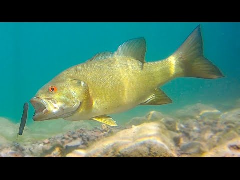 Underwater Sight Fishing – How To Catch More Fish!
