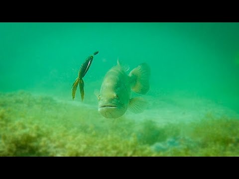 Amazing Underwater Footage!! Crazy Bass Strikes on Creature Baits!!