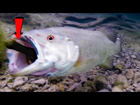How Fish React To Different Lures – Incredible Underwater Bite Footage!