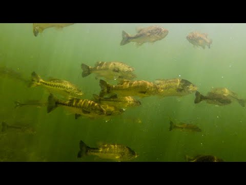 Underwater Footage From Bass Heaven!! (Is This Even Real?!) Insane Topwater Strike Footage!!