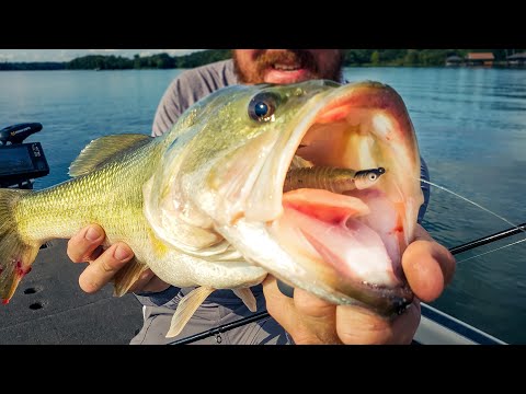 We Made It To Chickamauga! Topwater Bite Is On Fire!