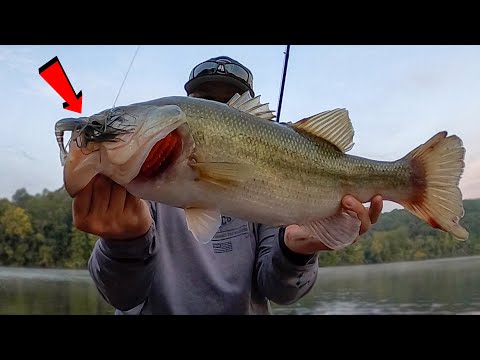 BIG Bass on Chickamauga! Fall Bass Fishing Has Begun!!