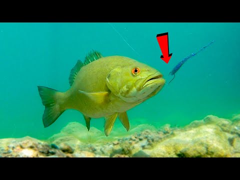 How To Catch Bass With Plastic Worms **Underwater Footage Of Bass Attacking Lures**