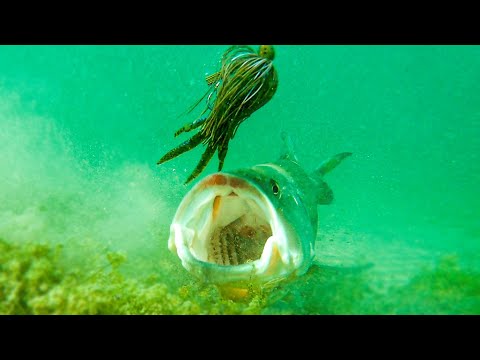 **Insane Underwater Footage** Fish Attacking Lures And Bass Fishing Tips!